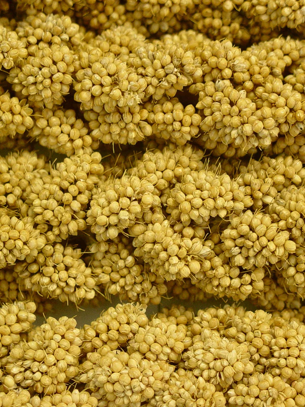 Higgins Spray Millet Treat - Image 3